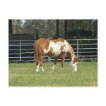 Quarterhorse Postcards