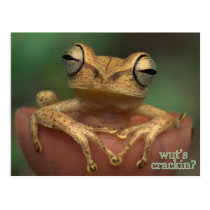 que fend ? cartes postales