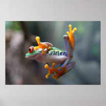 Que se passe-t-il ? Grenouille Posters