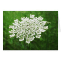 Queen Anne's Lace 1 (Wild Carrot) Card