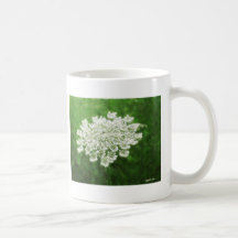 Queen Anne's Lace 1 (Wild Carrot) Coffee Mugs