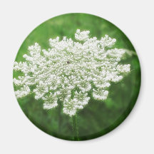 Queen Anne's Lace 1 (Wild Carrot) Magnet