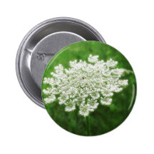 Queen Anne's Lace 1 (Wild Carrot) Pinback Button