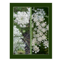 QUEEN ANNE'S LACE BOOKMARKS POST CARDS