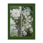 QUEEN ANNE'S LACE BOOKMARKS POST CARDS