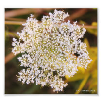 Queen Anne's Lace by E.A. Schneider Photographic Print