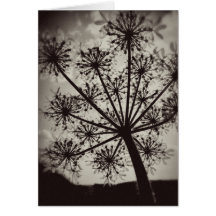 Queen Anne's Lace card B&W