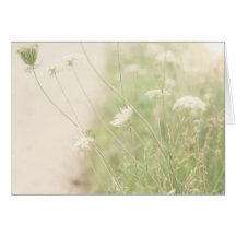 Queen Annes Lace Cards