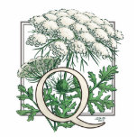 Queen Anne's Lace Flower Monogram Photo Sculptures