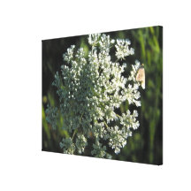 Queen Anne's Lace Flower Picture Gallery Wrapped Canvas