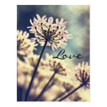 Queen Annes Lace flowers love postcard