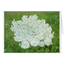 Queen Annes Lace Greeting Cards
