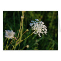 Queen Anne's Lace Greeting Cards