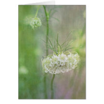 Queen Anne's Lace Greeting Cards