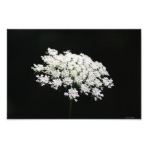 Queen Anne's Lace photo print