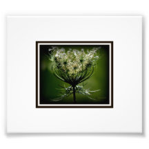 Queen Anne's Lace Photographic Print