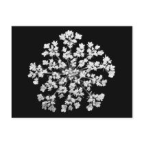 Queen Anne's Lace Postcard