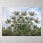 Queen Anne's Lace posters
