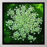 Queen Anne's Lace Print