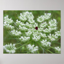 Queen Anne's Red Flower Posters