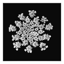 'Queen Anne's Snowflake' Photographic Print