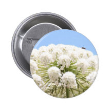 Queen Anne's white Lace flower against blue sky Pinback Button