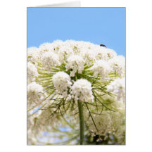 Queen Anne's white Lace flower against blue sky Greeting Cards