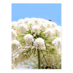 Queen Anne's white Lace flower against blue sky Postcards