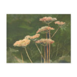 QUEEN ANN'S LACE by SHARON SHARPE postcards