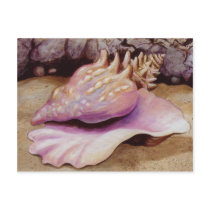 Queen Conch Sea Shell Art Post Card