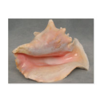 Queen Conch Shell Post Card