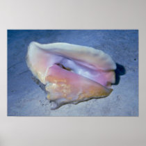 Queen conch (Strombus gigas) Shell Posters