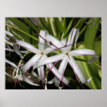 Queen Emma Framed Print