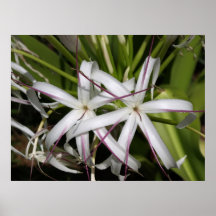 Queen Emma Framed Print