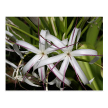 Queen Lily Postcard