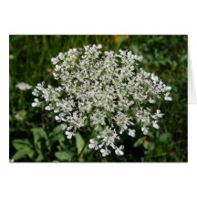 Queens Anne Lace Greeting Card