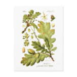 Quercus pedunculata (English Oak) postcards