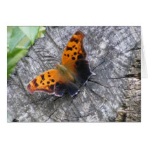Question Mark Butterfly Greeting Cards