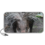 Quilled Porcupine  Speakers