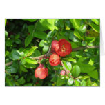 Quince flower greeting cards
