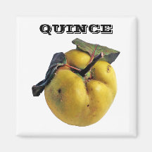 Quince - (Fridge Magnet Square)