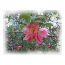 Quince in bloom Postcard