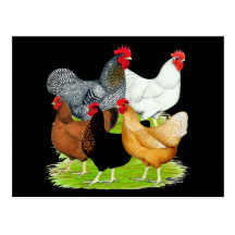 quintette Sexe-lié de poulets Carte Postale