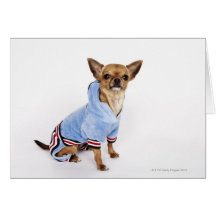 Quirky portrait of a Teacup Chihuahua Greeting Cards