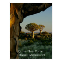 Quiver Tree Forest, Namibia Postcard