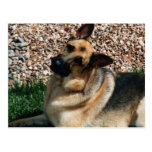 Quizzical German Shepherd Postcard