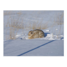 R0005 Cottontail Rabbit Postcard