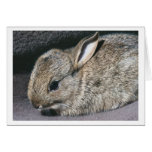 rabbit cards