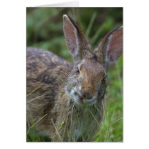 Rabbit Cards