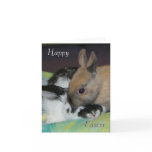 rabbit easter card